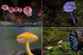Удивительные фотографии грибов от Стива Аксфорда. ФОТО