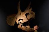 Ученые проследили за эволюцией трицератопса