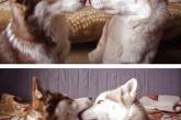 Трогательные снимки целующихся животных. ФОТО