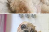 20 смешных собак, сфотографированных до и после принятия ванны. ФОТО
