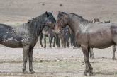 Схватка диких лошадей в штате Юта. ФОТО