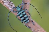 Удивительные макроснимки насекомых от Мофида Абу Шалва. ФОТО