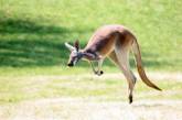 Ученые нашли у кенгуру пятую ногу