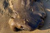 Австралийка нашла на пляже загадочное морское существо. ФОТО