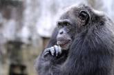 Шимпанзе стали умными благодаря генам