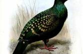 Ученые открыли новый вид зеленого голубя