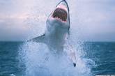 В Австралии белая акула до смерти подавилась морским львом