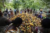 Как выращивают какао в Африке. ФОТО