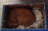Курьезные снимки из серии «кошки в коробках». ФОТО