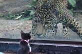 Работники зоопарка решили познакомить леопарда с кошкой. ВИДЕО