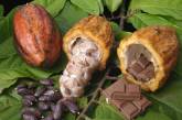 Какао предупредит развитие заболеваний головного мозга