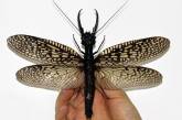 В Китае обнаружили новый вид огромных насекомых