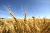 Мировые цены на пшеницу обновили минимум за 4 года   