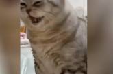 Смешной кот-недотрога очаровал Сеть