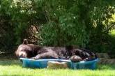 Медведь залез в детский бассейн и уснул. ВИДЕО