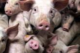 Бельгийские свиноводы потеряли 40 миллионов евро из-за России