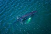 На острове Ньюфаундленд зафиксировали нашествие горбатых китов. ФОТО