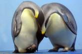 Ученые узнали о существовании пингвинов ростом с баскетболиста