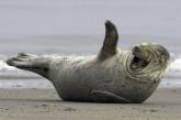 Забавные фото тюленей, которые выглядят так, словно услышали самую смешную шутку