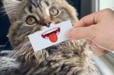 Забавные кошачьи мордахи, нарисованные на кусочке бумаги
