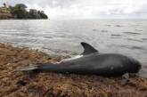 В Индийском океане возле места разлива нефти нашли 40 мертвых дельфинов. ВИДЕО