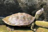 Редкие "улыбающиеся" черепахи спасены от вымирания. ФОТО