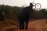 Наглый слон напал на мужчину и отобрал у него велосипед. ВИДЕО