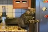 «Ограбление века»: Голодный кот решил полакомиться вкусняшками из хозяйского холодильника и стал звездой Сети. ВИДЕО