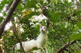 Котики, которые просто обожают сидеть на деревьях. ФОТО