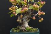 Миниатюрные плодовые деревья-бонсай. ФОТО