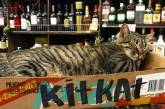 Забавная подборка котиков, которые поселились в магазинах. ФОТО