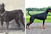  Популярные породы собак 100 лет назад на снимках. ФОТО
