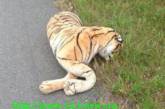 Американка испугалась плюшевого тигра и вызвала полицию