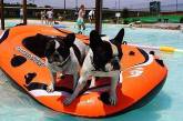 В Испании открыт первый аквапарк для собак