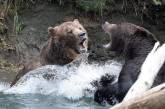 Медведи гризли подрались за право ловить лосося в канадской реке. ФОТО
