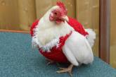 Рождественские свитера для кур поступили в продажу. ФОТО