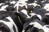 На американскую компанию подали в суд, потому что её коровы были несчастны