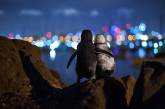 Трогательный снимок пингвинов покорил жюри конкурса Ocean Photography Awards. ФОТО
