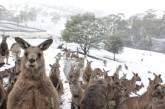 Кенгуру в бердянском зоопарке впервые увидели снег: реакция животных умилила. ФОТО