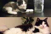 Невероятная подборка снимков кошек «тогда и сейчас». ФОТО