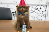 Похожий на медведя пес отпраздновал День рождения. ФОТО