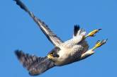 Самая быстрая птица в мире против парашютистов: видео