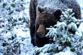 Интересные факты из жизни медведя «шатуна». ФОТО