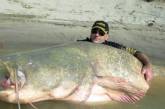 Огромный сом из мутной реки: 300 кг веса и 3 с половиной метра в длину. ФОТО
