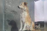 В храме появилась собака, «благословляющая» прихожан
