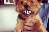 Забавный мячик с зубами для каждой собаки. ФОТО