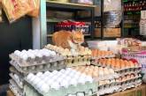 Бездомные котики, которые превратили магазины в свои владения. ФОТО