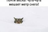 "Почти весна, мешает метр снега": погоду в Украине высмеяли меткими фотожабами