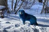 В России замечены стаи синих собак - их выловят и изучат. ВИДЕО