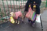 В Запорожье собака помогает бабушке носить пакеты с продуктами, а вечером — фонарик. ФОТО